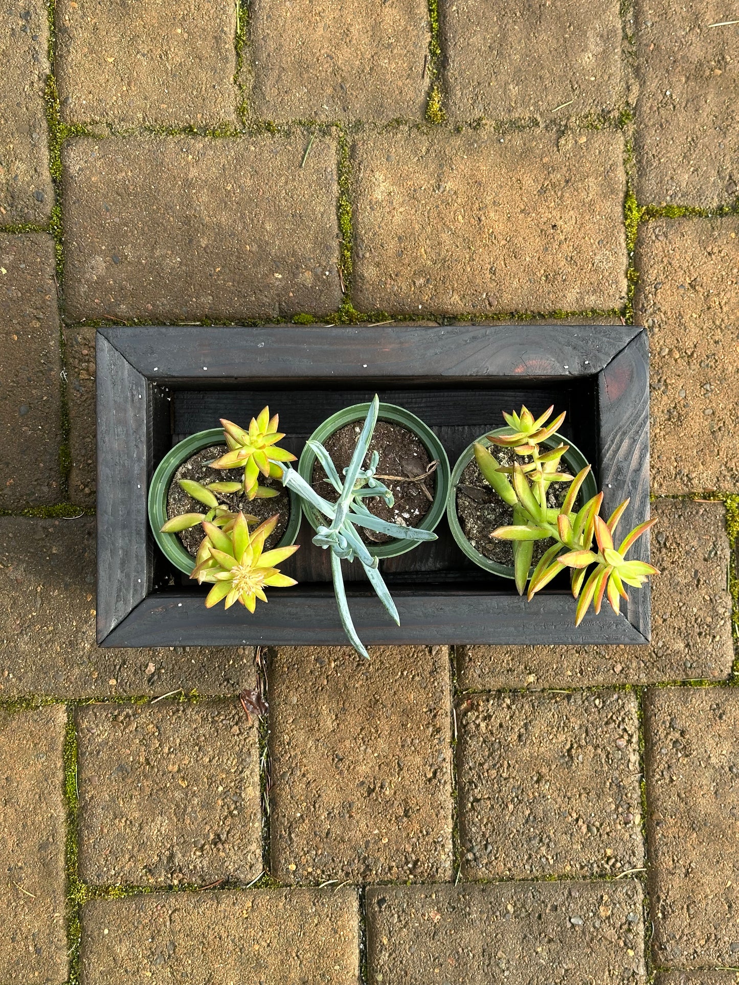 3 Jardinera para suculentas