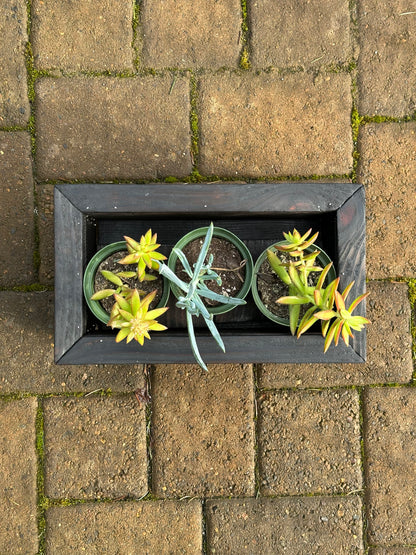 3 Jardinera para suculentas