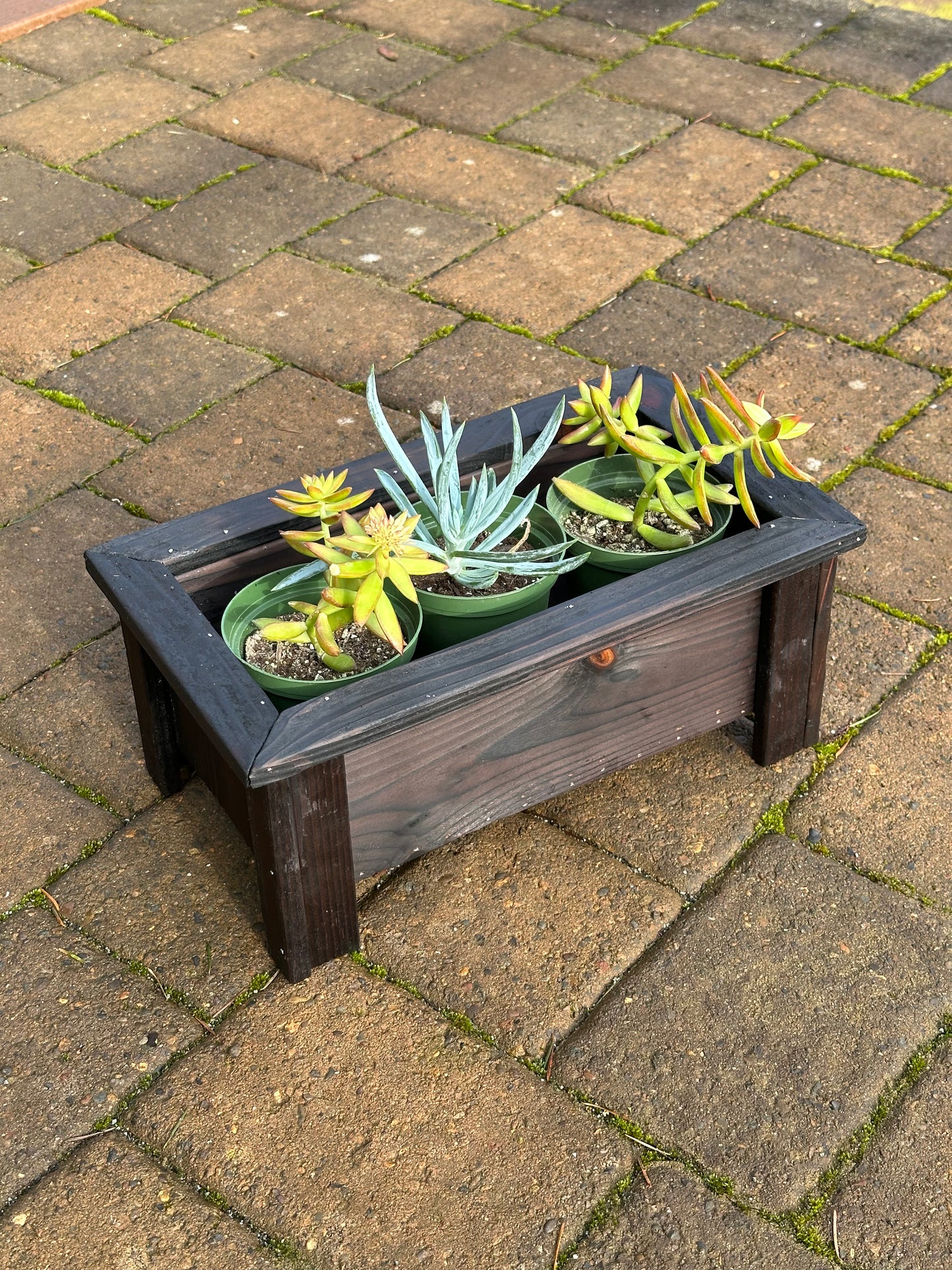 3 Jardinera para suculentas